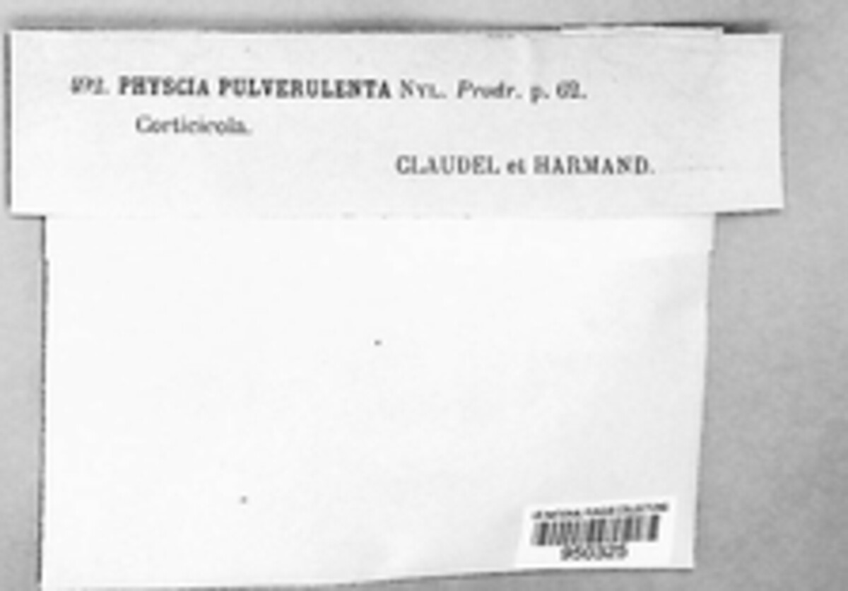 Physconia image